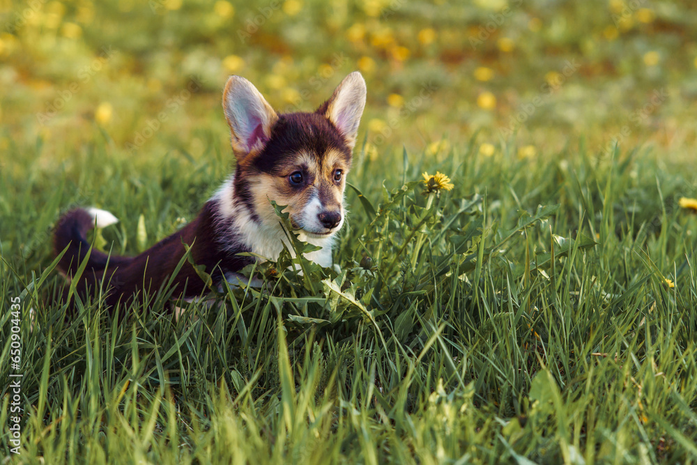 Portrait of curious little young brown white dog welsh pembroke corgi jumping among dandelions on green grass in park. Portrait of curious little young brown white dog welsh pembroke corgi jumping among dandelions on green grass in park.