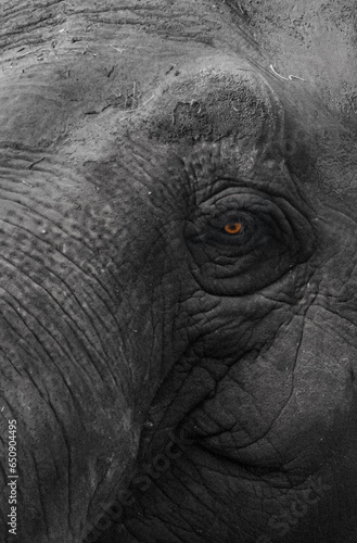 close up of an elephant eye