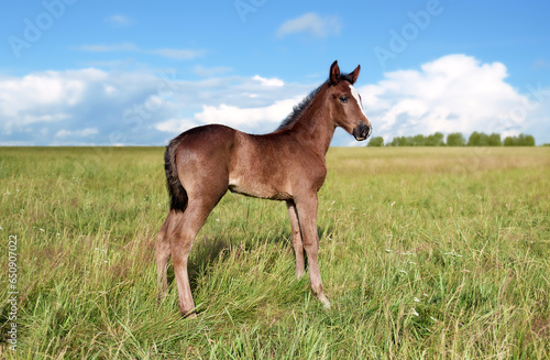 Beautiful foal is stand in the green grass. Pasture on a sunny summer day. Outdoor in summer. A thoroughbred sports horse © mari