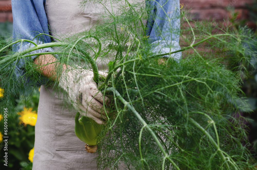 Φωτογραφία Young woman holding and organic fennel in an urban garden.