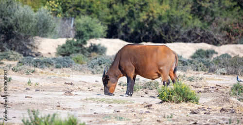 African forest buffalo, known as dwarf buffalo, with reddish-brown coat grazing in pasture on sunny summer day.. photo