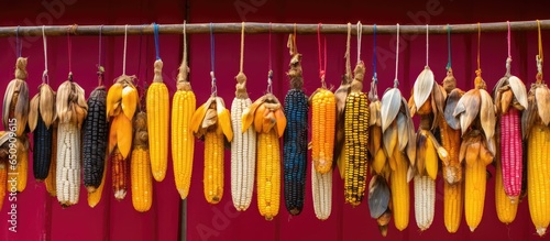 I couldn t resist capturing a photo of the colorful corn varieties in a small village in Quintana Roo where an farming traditions persist