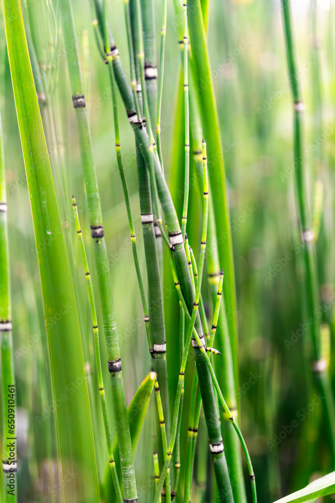 bamboo forest background