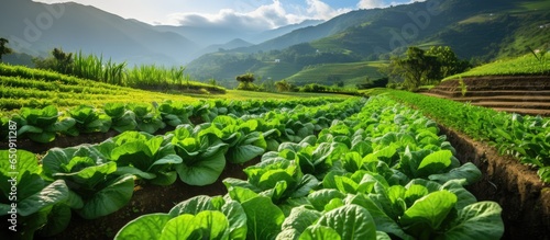 Thailand s future agriculture focuses on safe food with organic vegetable gardens