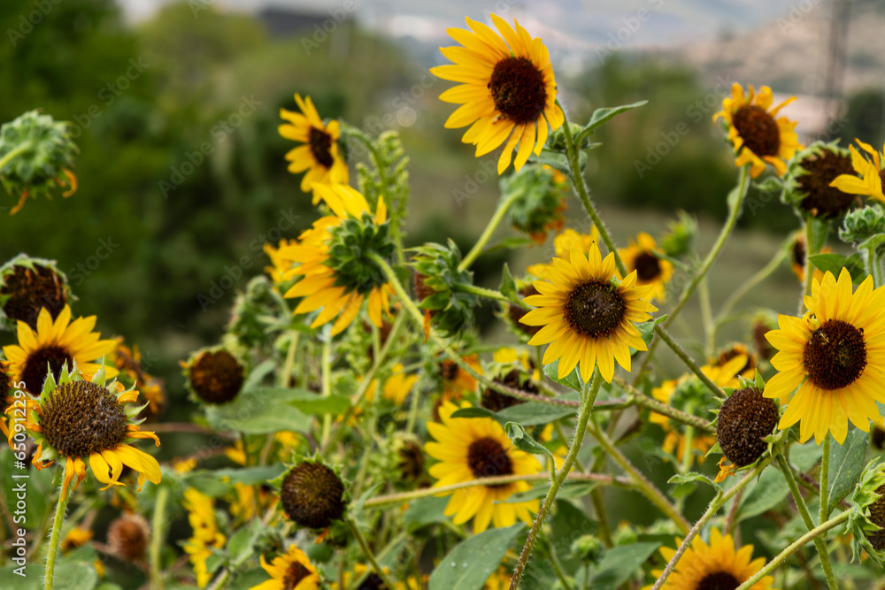 Tangle of pretty black-eyed Susan sunflowers in a group. Tangle of pretty black-eyed Susan sunflowers in a group.