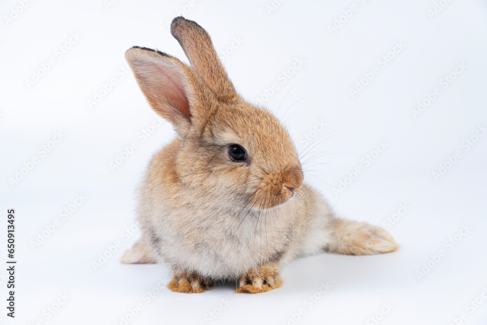 Adorable newborn baby rabbit bunnies brown looking at something sitting over isolated white background. Puppy lovely furry brown bunny ears rabbit playful with copy space. Easter bunny animal concept.