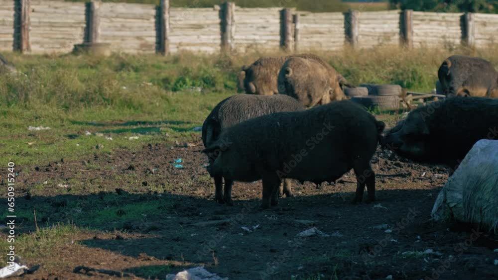 big size Mangalica pigs on the landfill, full shot, natural rare breed. High quality 4k footage big size Mangalica pigs on the landfill, full shot, natural rare breed. High quality 4k footage
