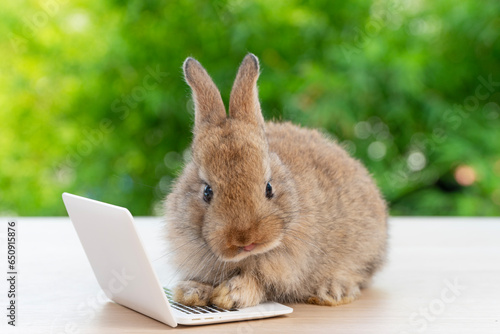 Newborn tiny rabbit furry bunny small laptop online sitting on bokeh green background. Lovely baby rabbit cleaning body sitting with laptop on wooden natural background. Easter fluffy pet technology.