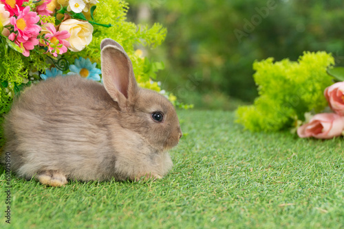 Lovely rabbit ears bunny sitting playful on green grass with flowers over spring time nature background. Little baby rabbit brown bunny curiosity standing playful on meadow summer background. Easter