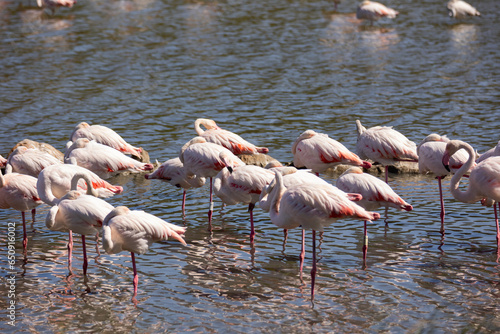 Large flock of giant flamingos is located in quiet calm lake. Birds in their natural habitat, nature reserve, housing estate tourism