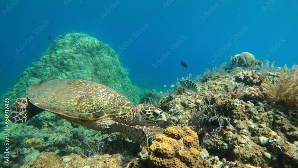 Sea turtle feeding at the coral reef, slow motion video footage Sea turtle feeding at the coral reef, slow motion video footage