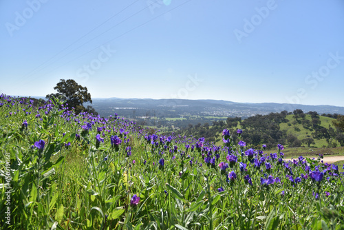Purple flowers fields at Huon hill lookout Parklands spectacular views of Lake Hume, the Kiewa Valley, the Alpine Region, Murray and Kiewa Rivers, and Albury and Wodonga. photo