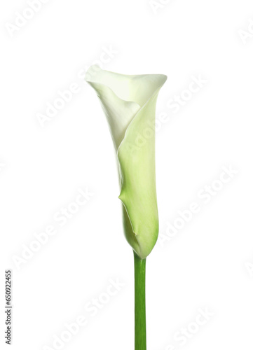 Beautiful calla lily flower on white background