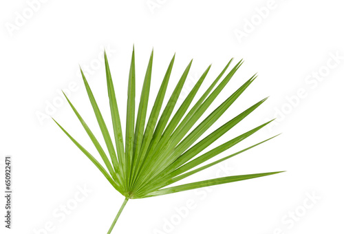 Green beautiful tropical leaf isolated on white