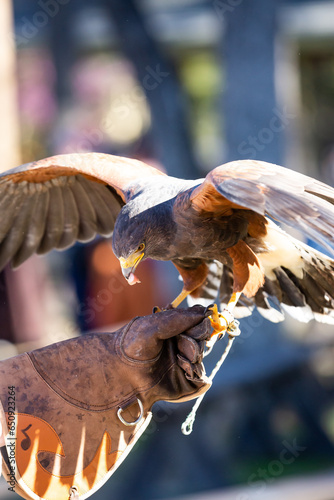 coopers hawk landing on falconer's glove at falconry exhibition at fair