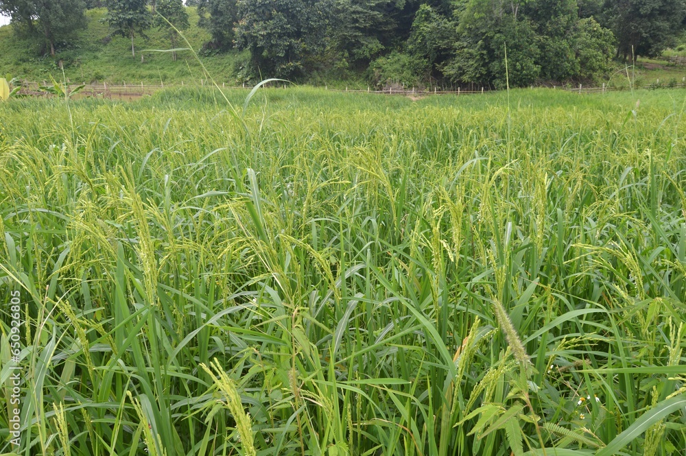 Fototapeta premium rice field in the countryside