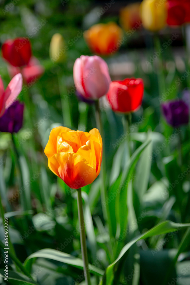 brilliant colors of tulips blooming in Washington State spring brilliant colors of tulips blooming in Washington State spring