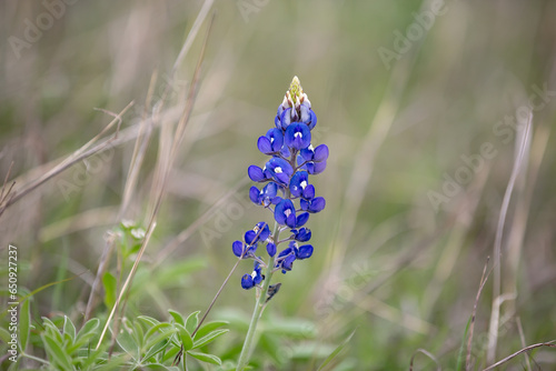 solitary brillant texas bluebonnet