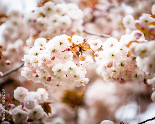 closeup of cherry blossoms pale pink