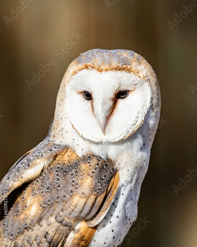 close up portrait of beautiful and serene barn owl © Kimberlee