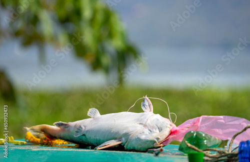 Fototapeta Naklejka Na Ścianę i Meble -  a dead fish lying turnover with plastic trash,concept of plastic waste, marine pollution,environmental damage, conservation campaign
