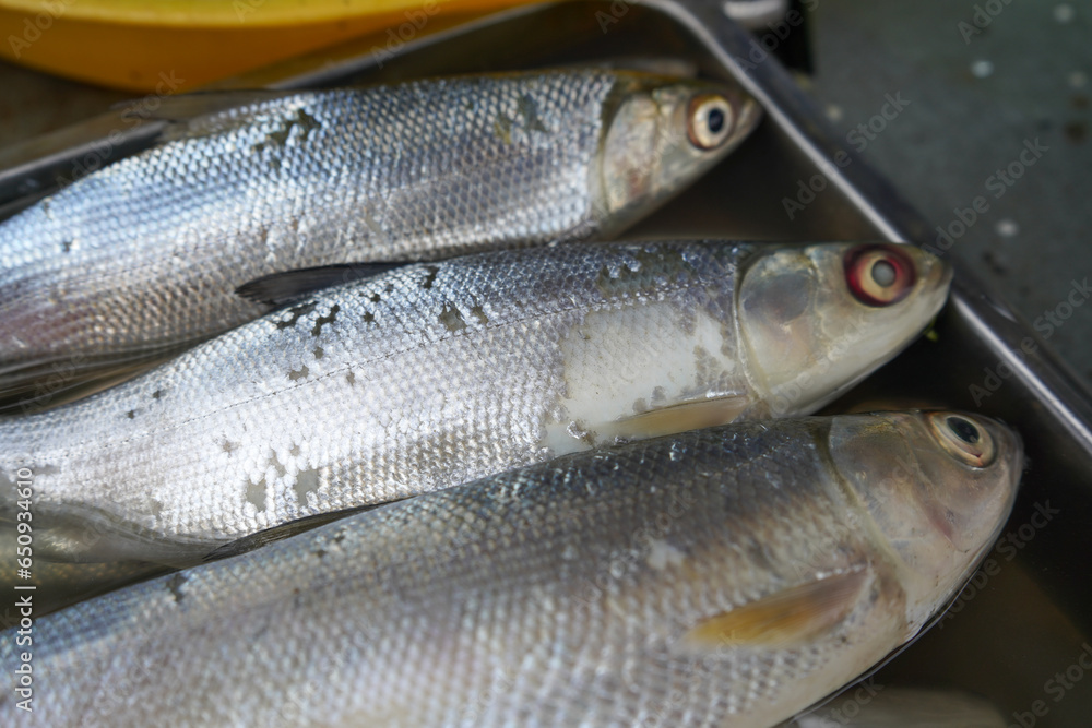 Fototapeta premium Freshwater fish are sold in the market. One example is milkfish and mullet. This fish has many spines but the taste of the meat is delicious and tender. This fish does not smell fishy like sea fish.