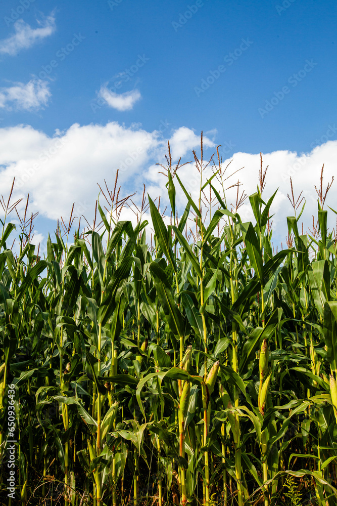 Fototapeta premium Wisconsin cornfield with white clouds and a blue sky in September