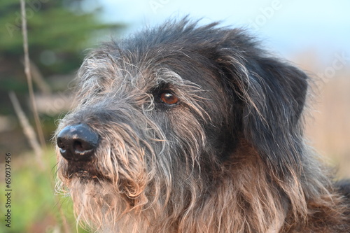 Wire haired dog portrait  attentive looking © AndiPu