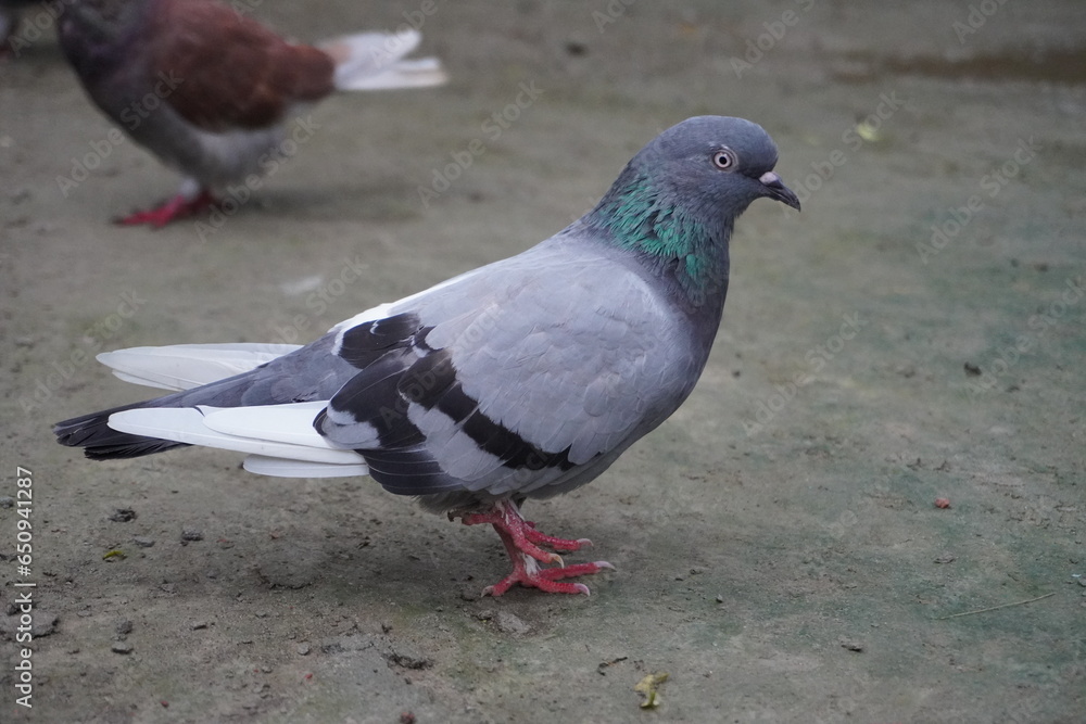 Feral Pigeon Stands on the Ground With One Leg Feral Pigeon Stands on the Ground With One Leg