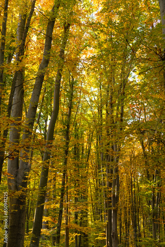nature of autumn forest. forest nature in autumn forest with yellow leaves.