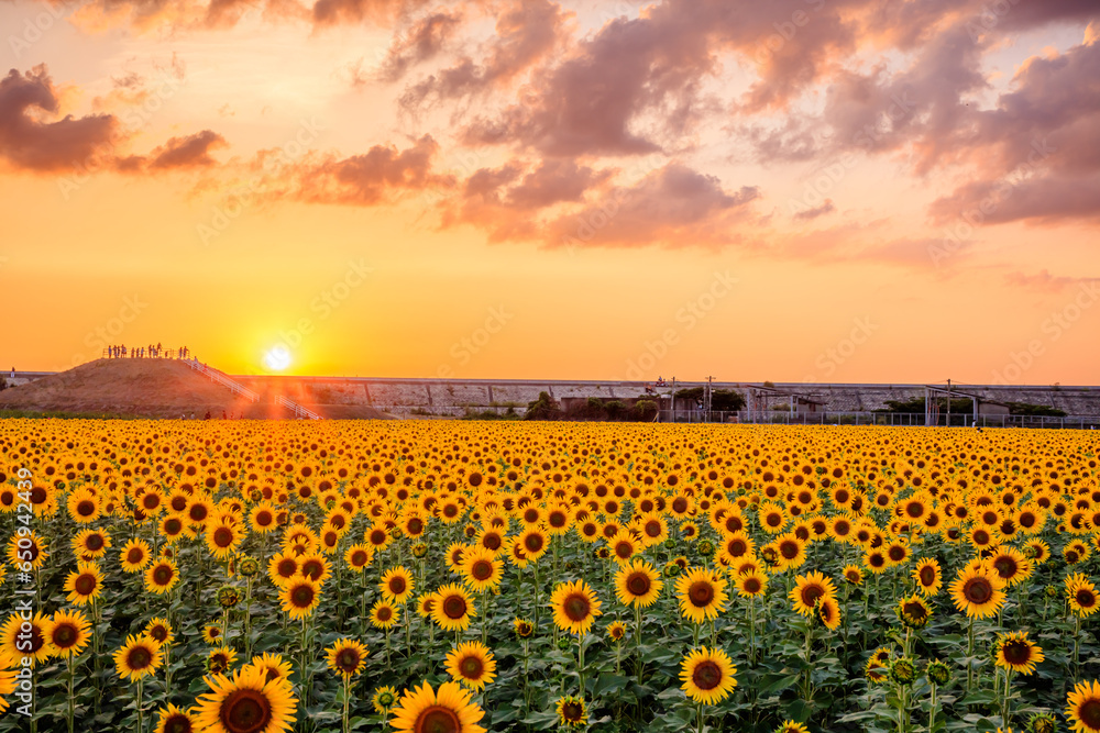 Obraz premium 夕日と向日葵畑 柳川ひまわり園 福岡県柳川市 Sunset and sunflower field. Yanagawa Sunflower Garden. Fukuoka Pref, Yanagawa City. 