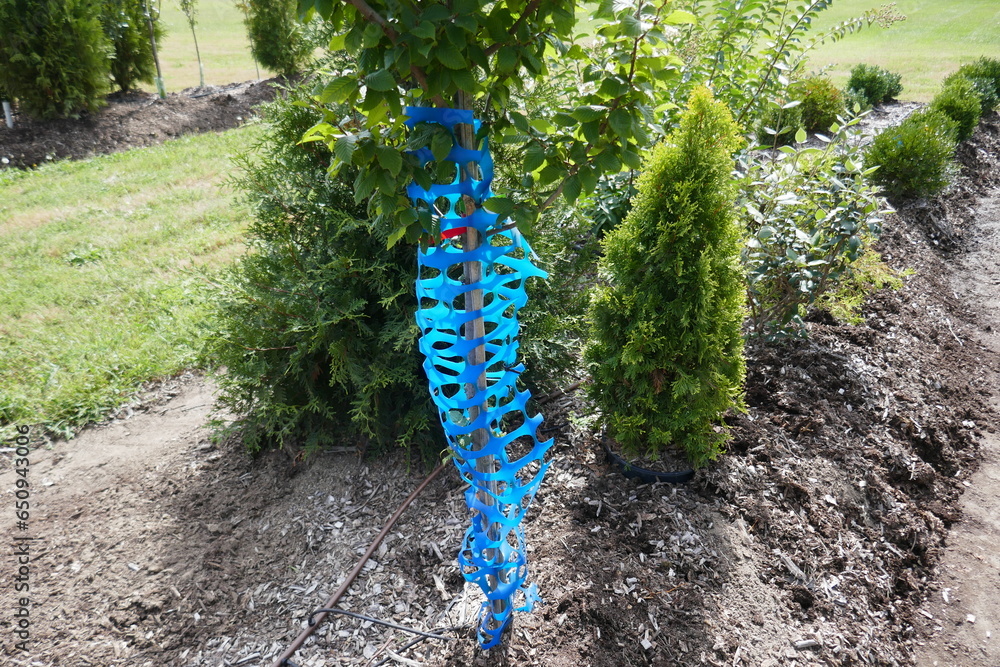 Obraz premium Tree protector wrapped around young tree and shrubberies in outdoor garden center