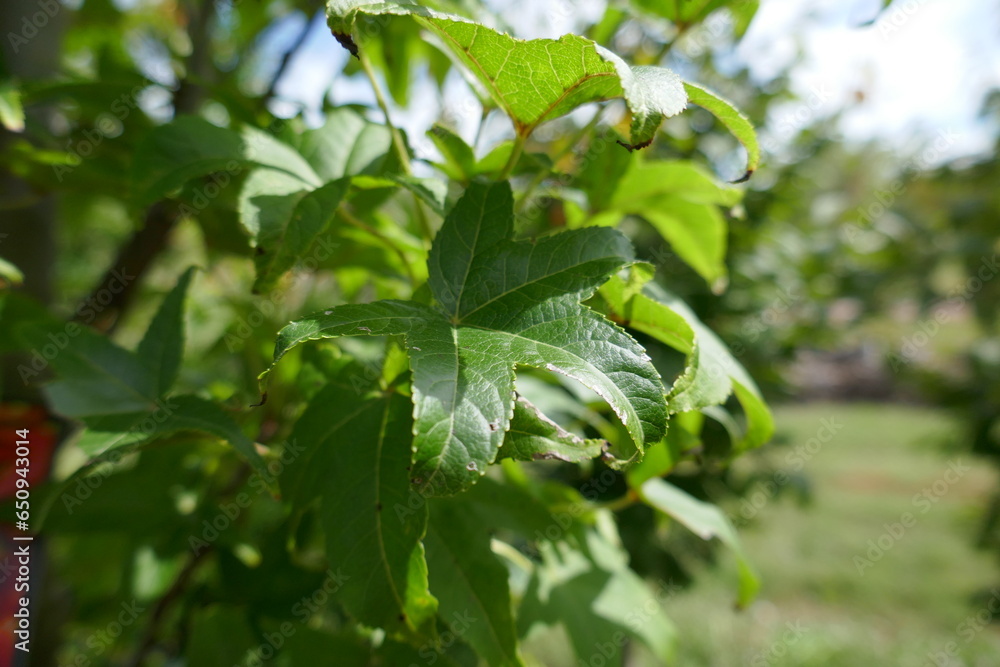 Sweetgum tree leaves outside on sunny day in plant nursery Sweetgum tree leaves outside on sunny day in plant nursery