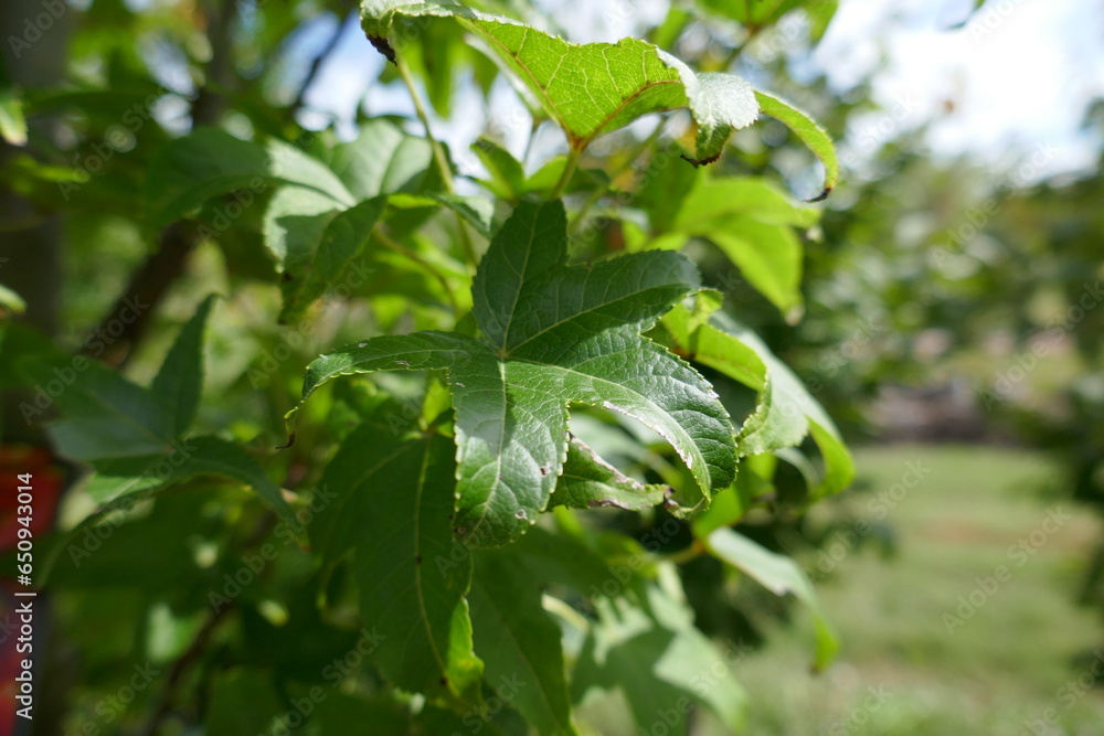 Sweetgum tree leaves outside on sunny day in plant nursery