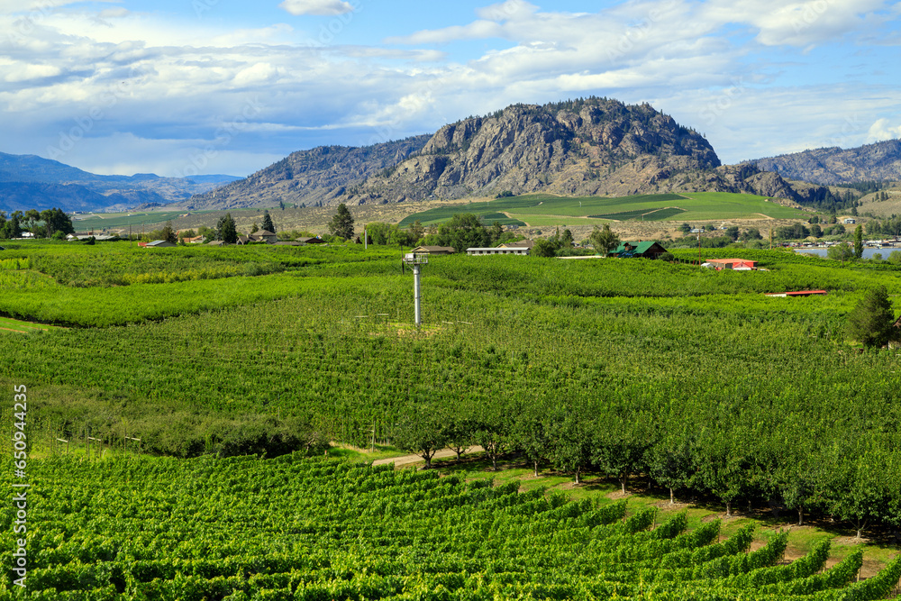 Obraz premium Okanagan Valley British Columbia Winery Vineyard Landscape