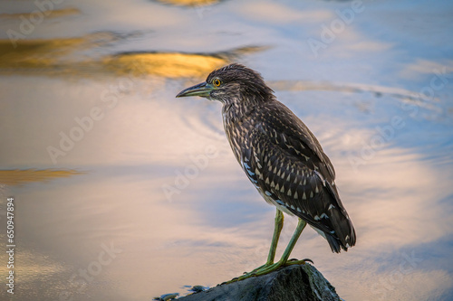 Night Heron fishing in river in shanghai city, China.