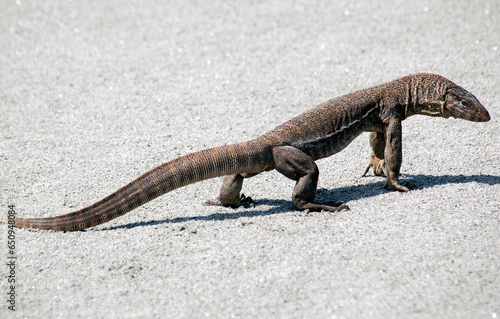 Monitor lizard on the sand