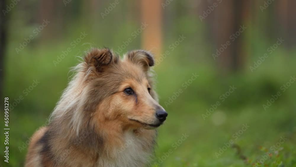 dog in the forest. Red sheltie against a background of pine trees dog in the forest. Red sheltie against a background of pine trees
