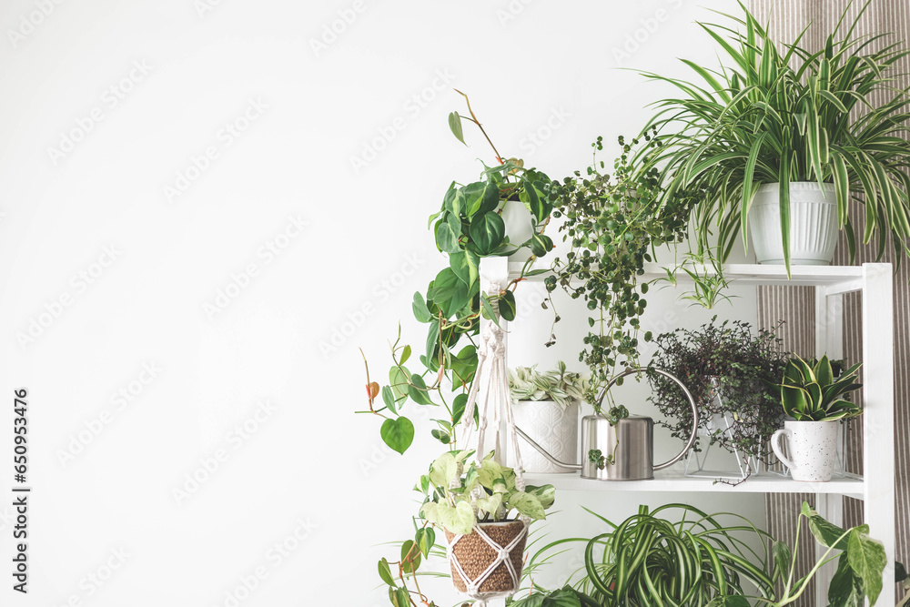 Houseplant domestic jungle garden organization fresh natural plant pots variegated monstera at room. Copy space. Houseplant domestic jungle garden organization fresh natural plant pots variegated monstera at room. Copy space.