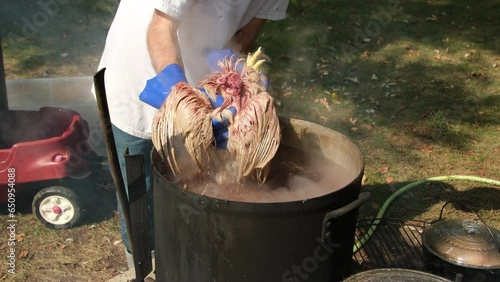 Scalding freshly butchered broiler or chicken in large pot of hot water heated over fire pit. This process make plucking much more easy. photo