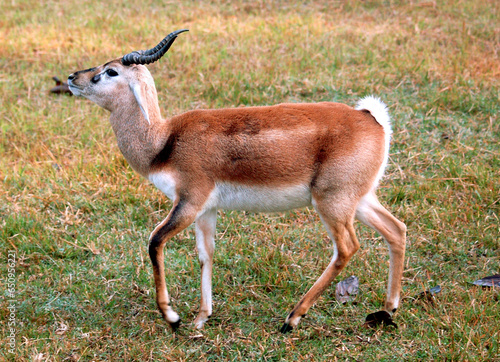 Black buck deer 