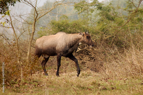 Nilgai antelope in india 