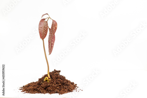 Sprouted mango seed in cocopeat isolated on white background with copy space. photo