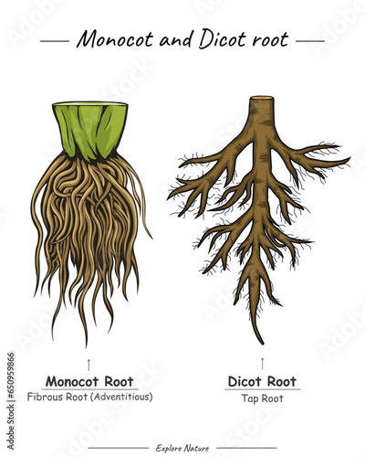 Monocot and dicot root tap root and fibrous root