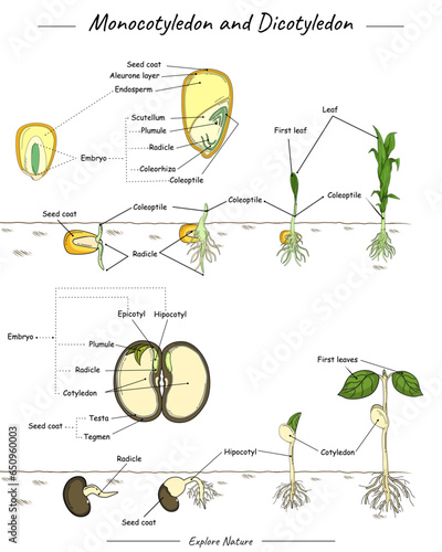 Monocotyledon and dicotyledon corn and bean seed