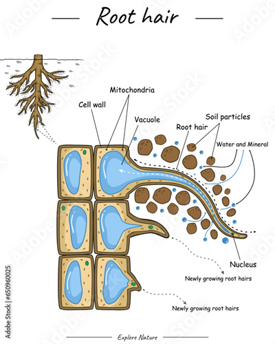 Root hair structure