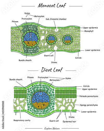  Structure of Monocot leaf and dicot leaf