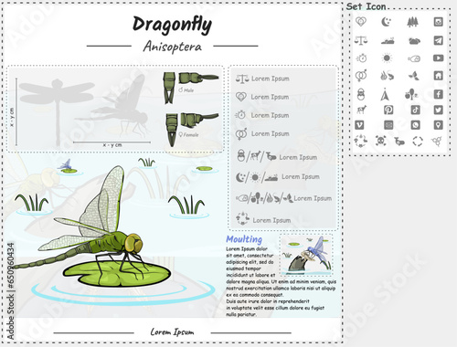Dragonfly infographic template