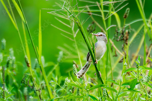 Plain Prinia little bird on rice field