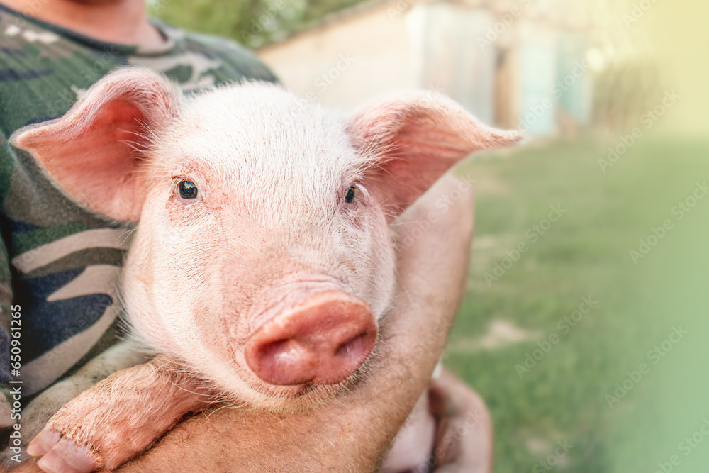 Fototapeta premium farmer holds a small piglet in his arms